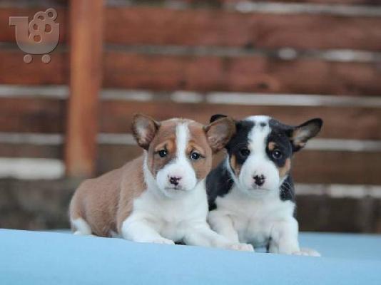 PoulaTo: Σκυλιά Basenji